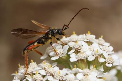 <i>Stenopterus rufus</i>