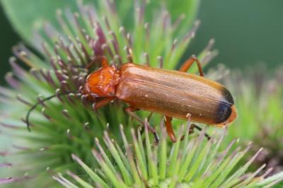<i>Rhagonycha fulva</i>