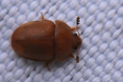 <i>Cychramus luteus</i>
