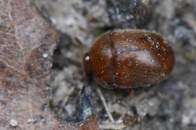 <i>Cychramus luteus</i>