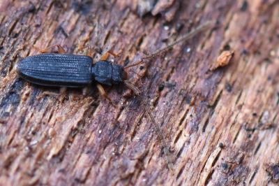 <i>Uleiota planatus</i>