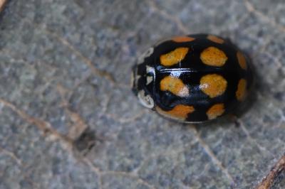 <i>Adalia decempunctata</i>