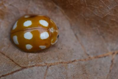 <i>Calvia decemguttata</i>