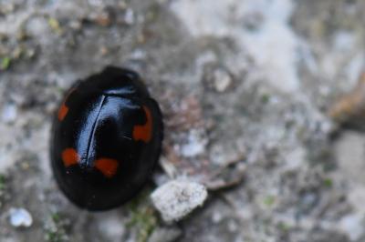 <i>Exochomus quadripustulatus</i>