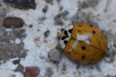 <i>Harmonia axyridis</i>