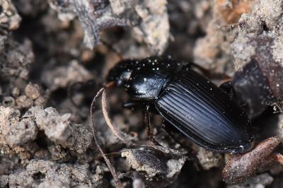 <i>Anisodactylus binotatus</i>