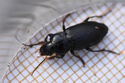 <i>Anisodactylus binotatus</i>