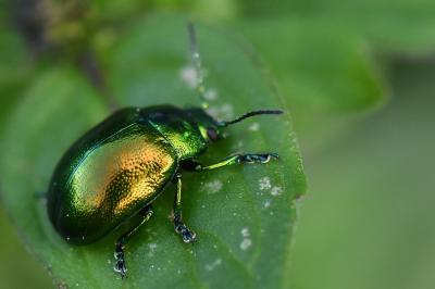 <i>Chrysolina graminis</i>