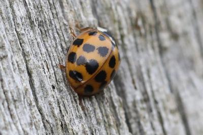 <i>Harmonia axyridis</i>