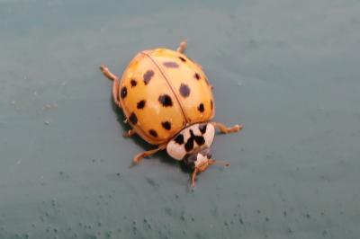 <i>Harmonia axyridis</i>