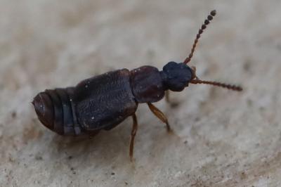 <i>Omalium</i>