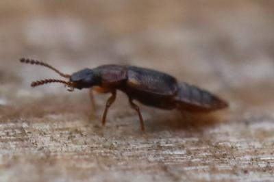 <i>Omalium</i>