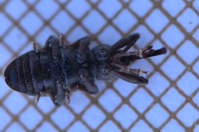 <i>Dorytomus</i>