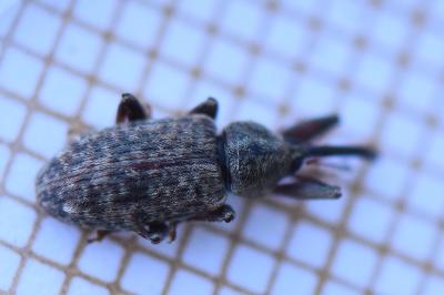 <i>Dorytomus</i>