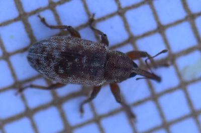 <i>Dorytomus</i>