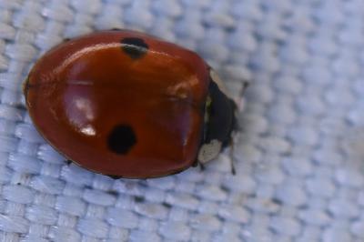 <i>Adalia bipunctata</i>