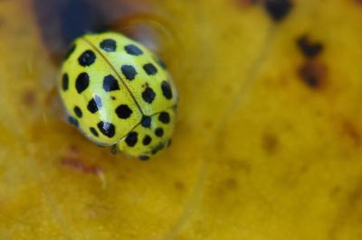 <i>Psyllobora vigintiduopunctata</i>