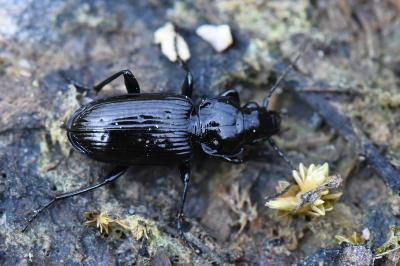 <i>Pterostichus aterrimus</i>