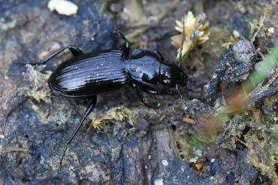 <i>Pterostichus aterrimus</i>
