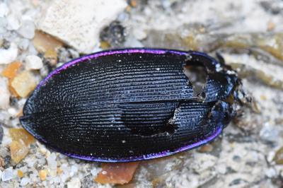<i>Carabus violaceus</i>