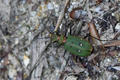 <i>Cicindela campestris</i>