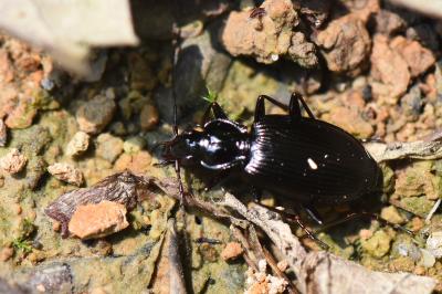 <i>Platynus assimilis</i>