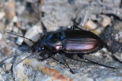<i>Poecilus cupreus</i>