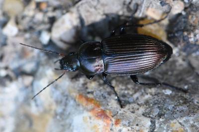 <i>Poecilus cupreus</i>