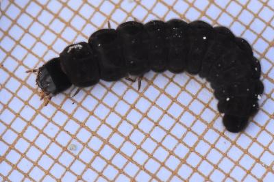 <i>Cantharis</i>