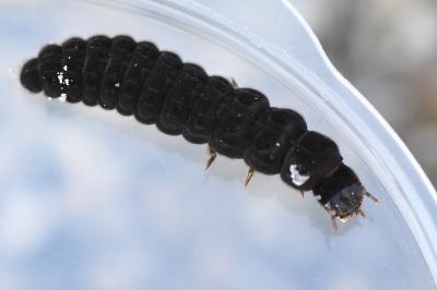 <i>Cantharis</i>