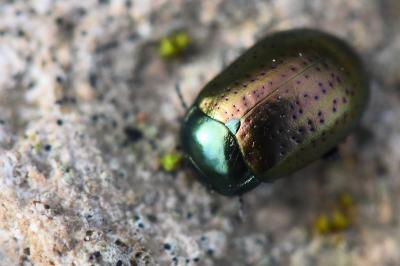 <i>Chrysolina hyperici</i>