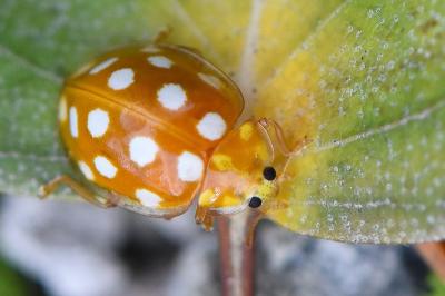 <i>Halyzia sedecimguttata</i>