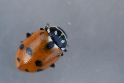 <i>Hippodamia variegata</i>