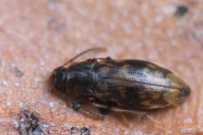 <i>Marolia variegata</i>