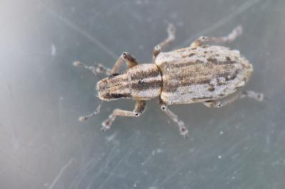 <i>Sitona humeralis</i>