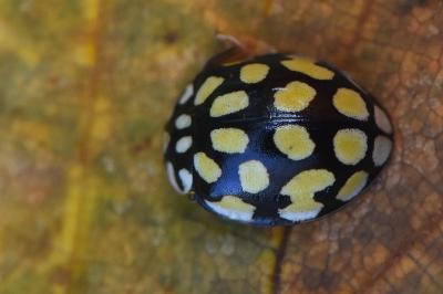 <i>Sospita vigintiguttata</i>