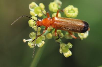 <i>Rhagonycha fulva</i>