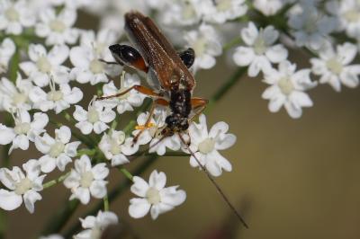 <i>Oedemera podagrariae</i>