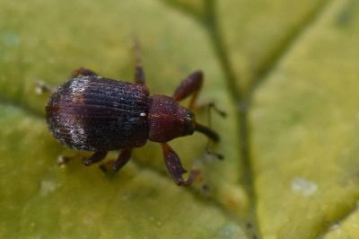 <i>Anthonomus</i>