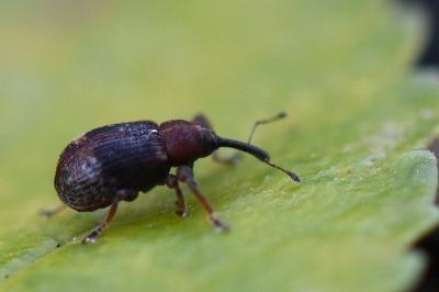 <i>Anthonomus</i>