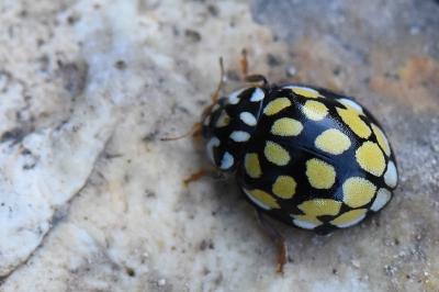 <i>Sospita vigintiguttata</i>