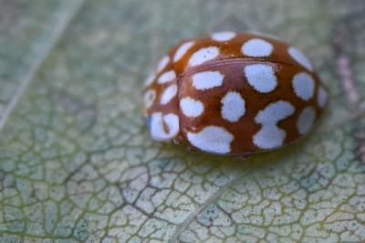 <i>Sospita vigintiguttata</i>