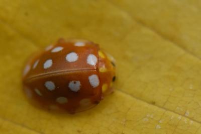 <i>Halyzia sedecimguttata</i>
