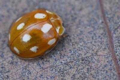 <i>Calvia decemguttata</i>