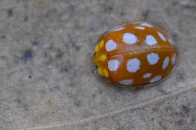 <i>Halyzia sedecimguttata</i>