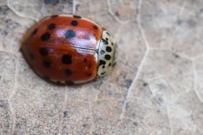<i>Harmonia quadripunctata</i>