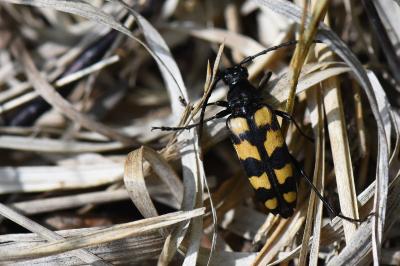 <i>Leptura quadrifasciata</i>