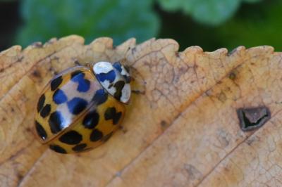 <i>Harmonia axyridis</i>