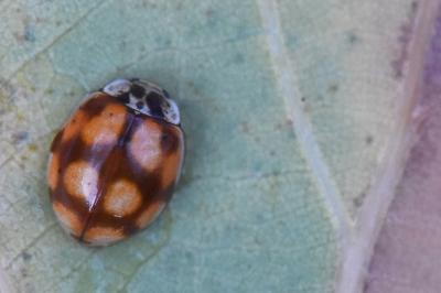 <i>Adalia decempunctata</i>