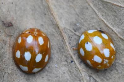 <i>Calvia decemguttata</i>